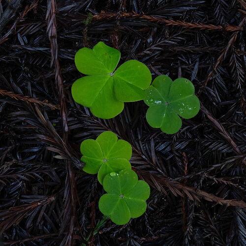 Bandon South -54099-ARW-Edit-2