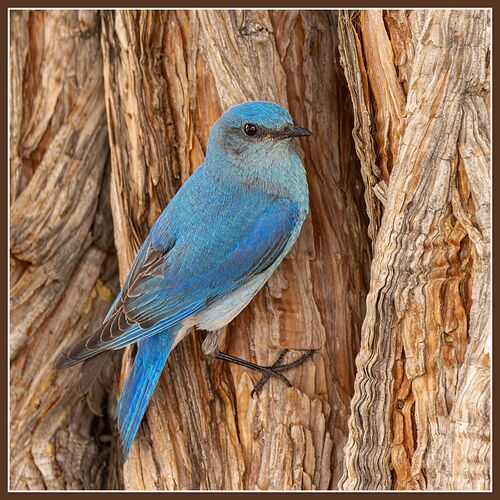 Mountain Bluebird.jpg