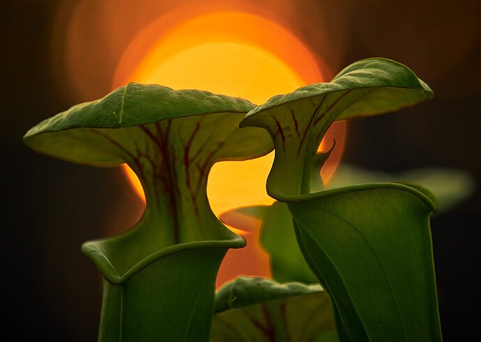 Pitchers at Sunset