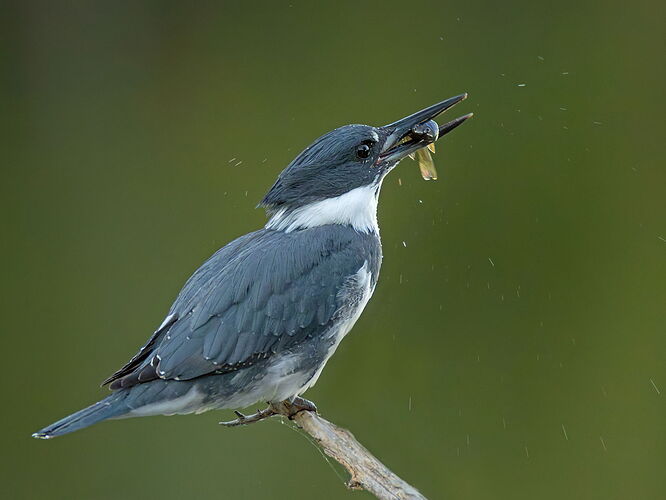Belted Kingfisher 124.jpg