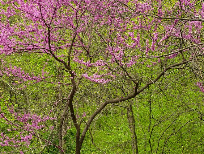 Susquehanna Redbud