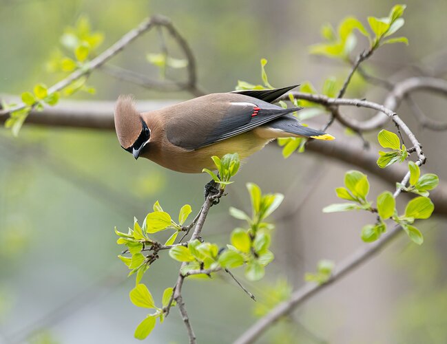 Cedar Waxwing