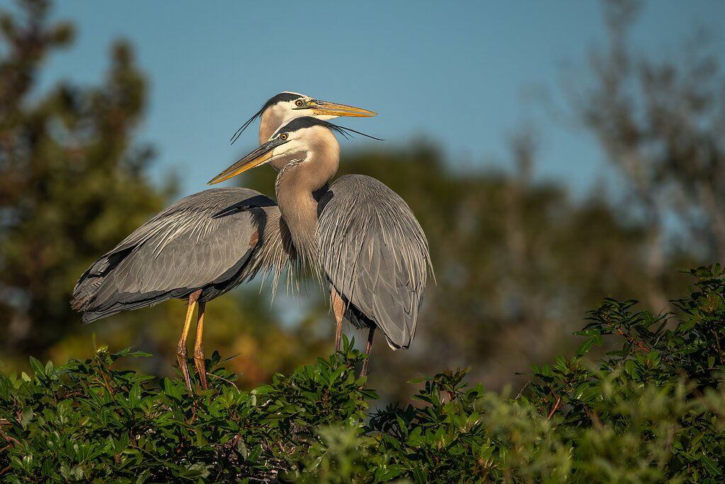 Great Blue Heron Embrace rework - Image Critiques - Nature ...