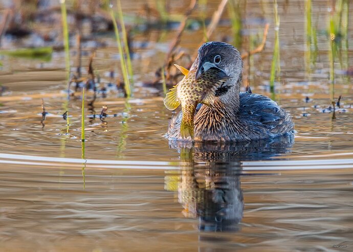 20150221_075025__DBP4353