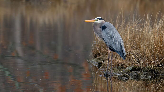 DSC_0781_DxO-1.jpg