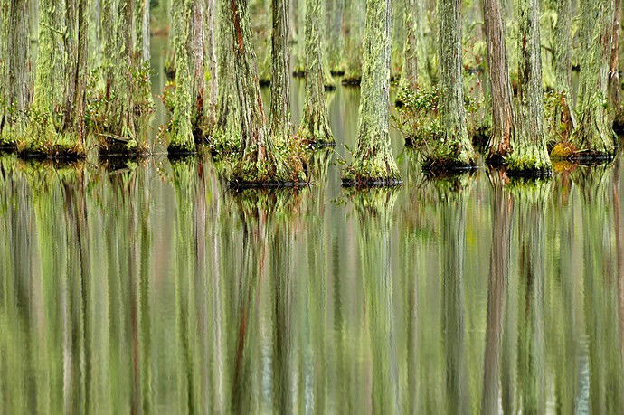 1-1-23-Tree-Trunks-&-Reflections-Campbells-Lake-DSCF3445-medium-size rev.jpg