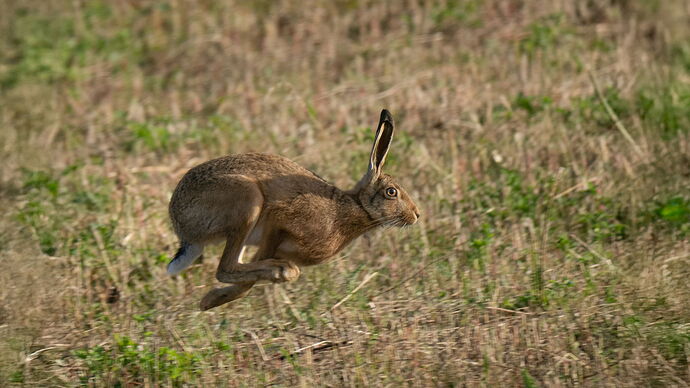 P8310281Hare.jpg