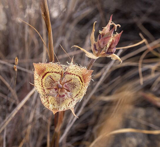 Another Tiburon Mariposa Lily