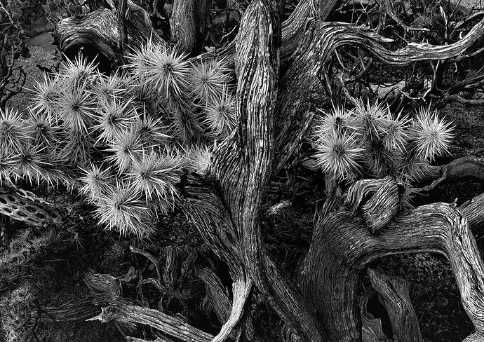 Cholla with Manzanita, Joshua Tree NP-2