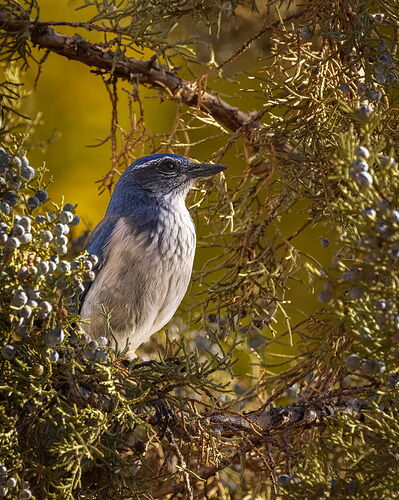 California Scrub Jay-NPN3