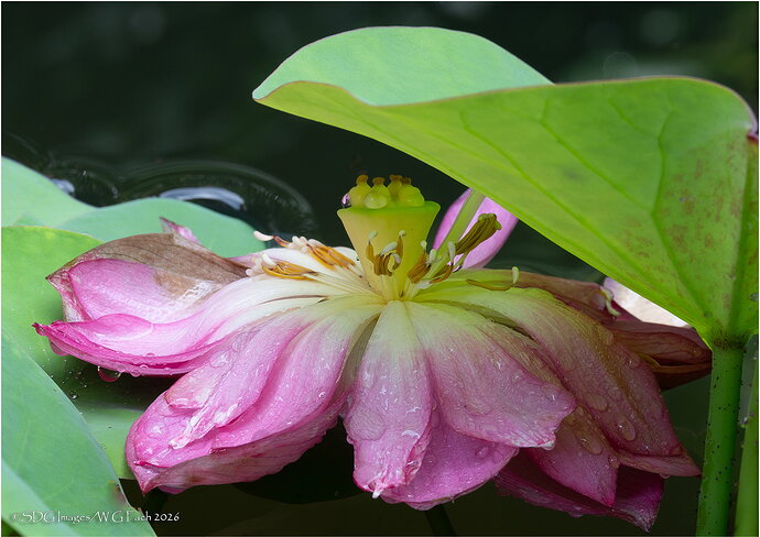 Gimme Shelter