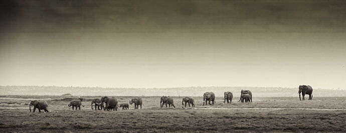 Elephant File Topaz Photo AI 4.jpg