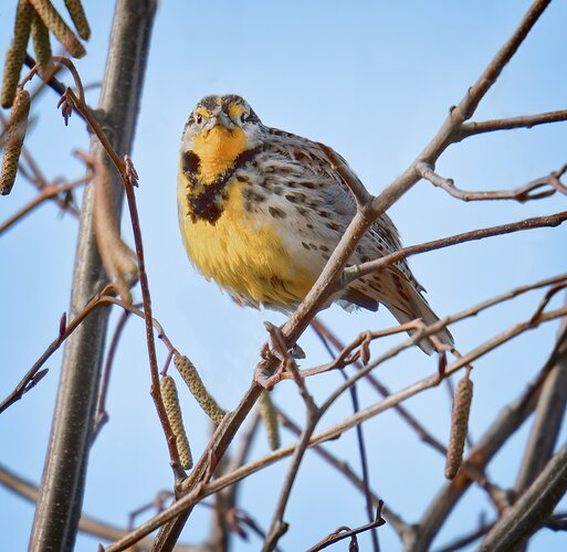 Western Meadowlarks