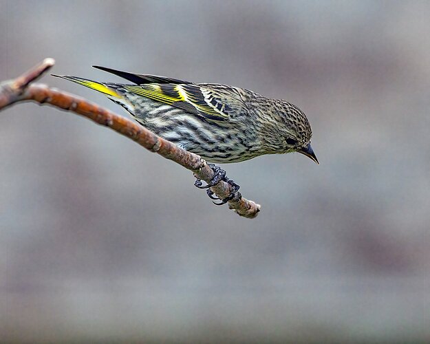 Pine Siskin