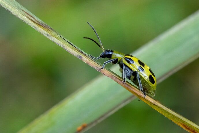 Spotted cucumber beetle