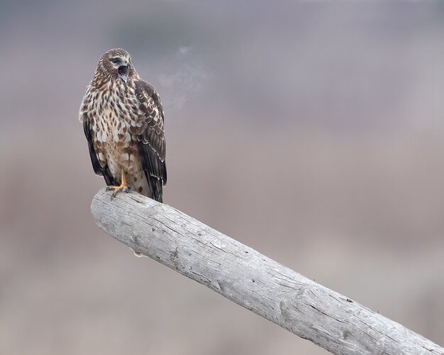 Northern Harrier, Female