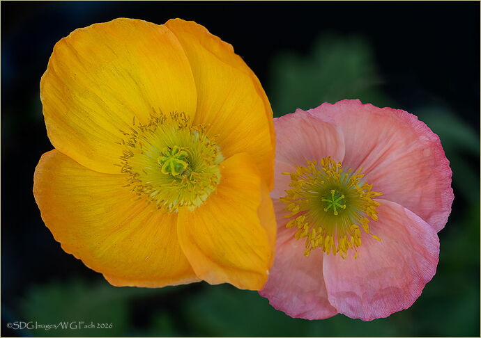Kissing-Cousins-2026-02-28-12-15-40A7r3-26HF.jpg
