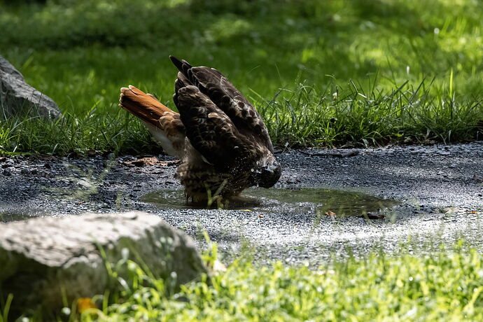 hawk bath-2