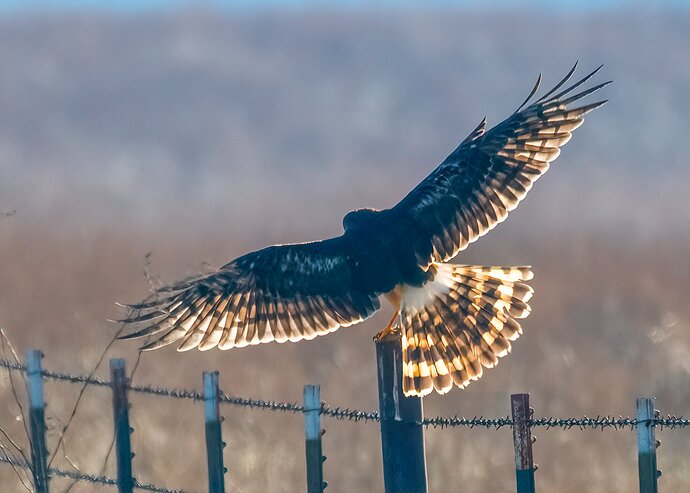 Backlit Harrier