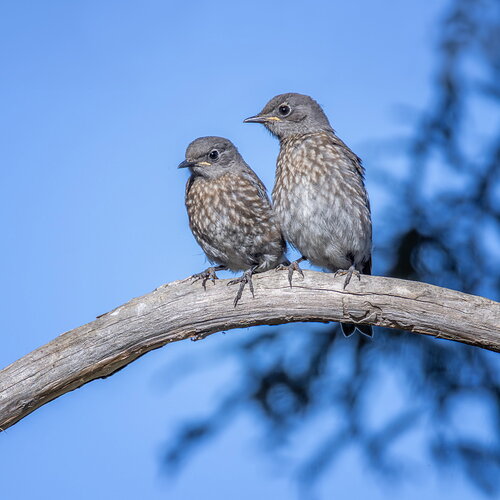 Buddies