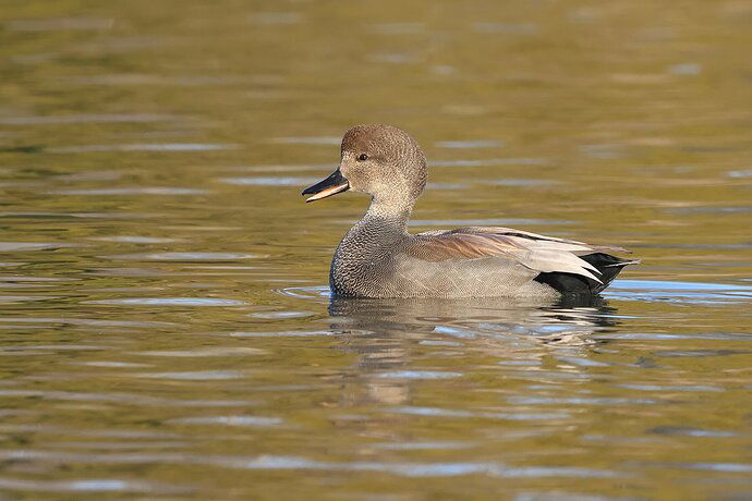 Gadwall