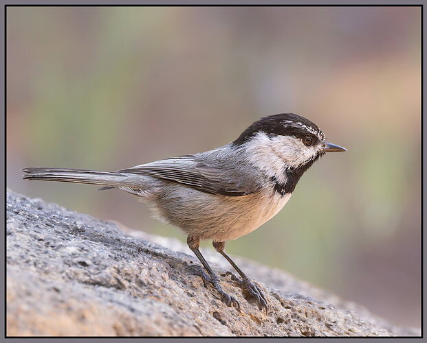 Mountain Chickadee