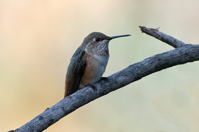 A Young Allen's Hummingbird