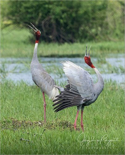 Indian Sarus Crane giving unison call