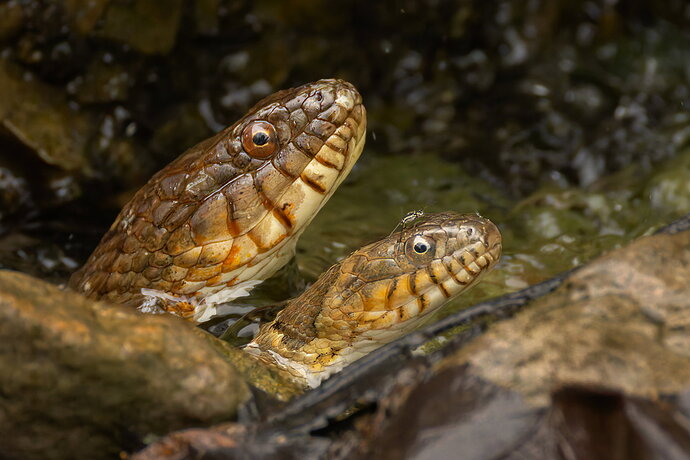 Watersnake 18.jpg