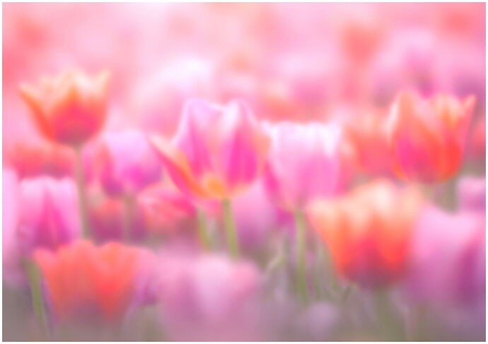 TulipBlur6copyXNB