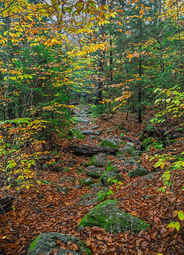 A walk in the woods.jpg