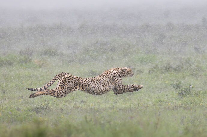 Cheetah Series 871.jpg