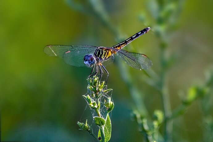 _MG_8042-3 Blue Dasher