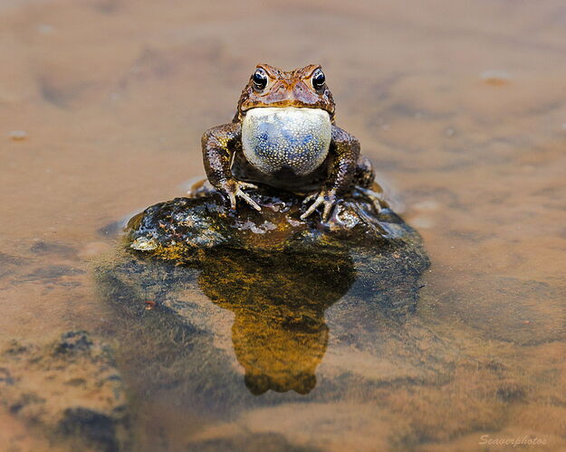 Singing Toad-1.jpg