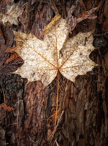 Rockies- Maple Leaf April