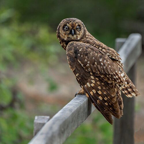 Short-eared Owl Subspecies