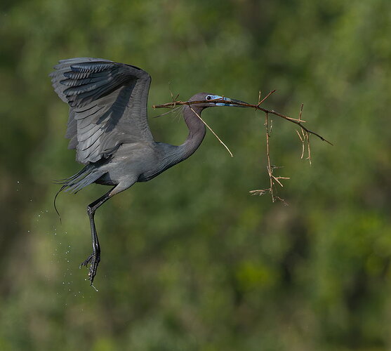 Little Blue Heron 23.jpg