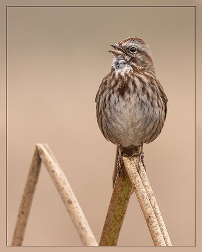 Song Sparrow-NPN3.jpg
