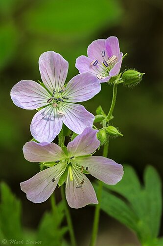 3 Wild Geraniums