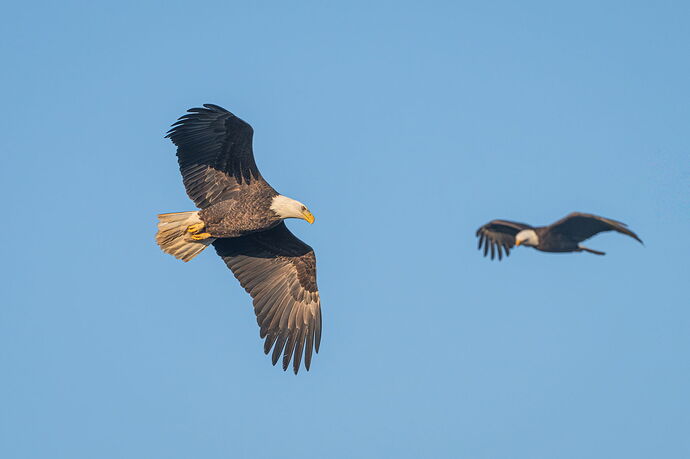 Bald Eagle Couple NPN.jpg