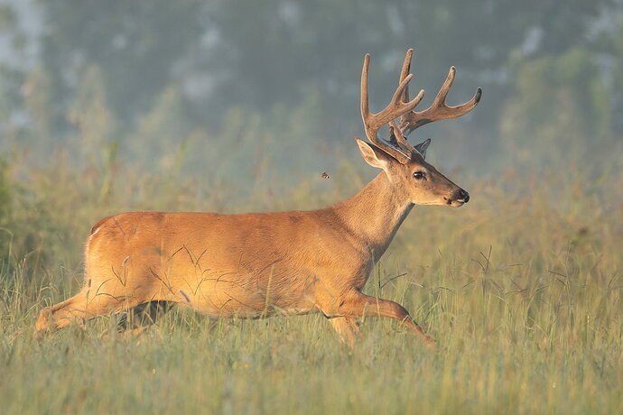 Original - White-tailed deer 34.jpg