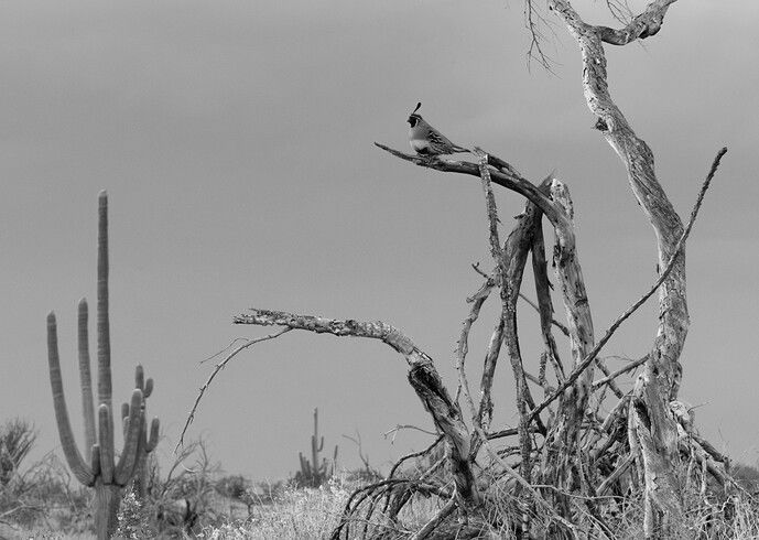 Lonesome +Repost