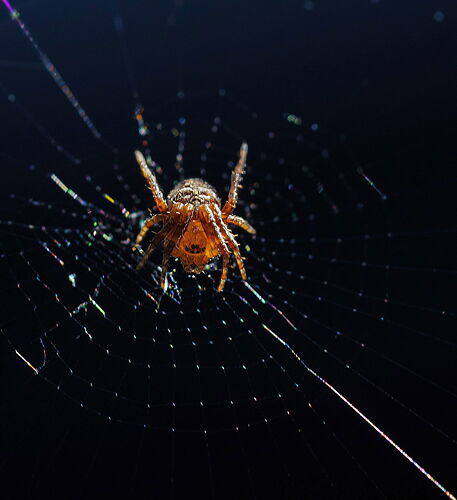 TomsSpider