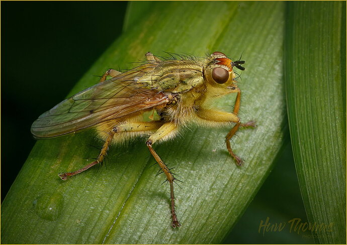 Original - Dung Fly 2026 0418.jpg