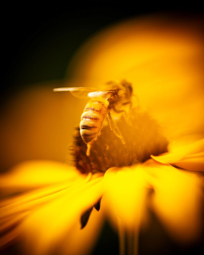 Pollinating Bee - Image Critiques - Nature Photographers Network