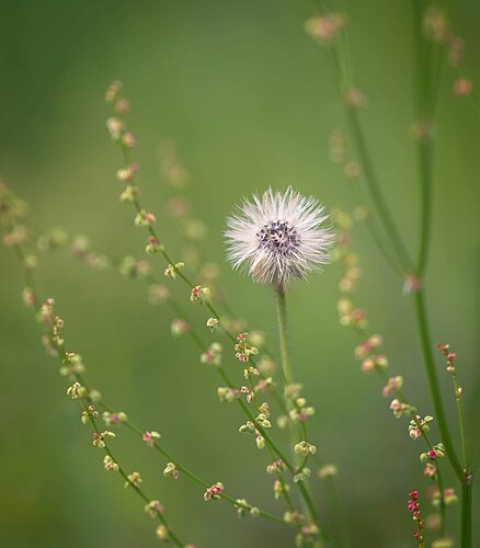 Backyard summer (1 of 1).jpg