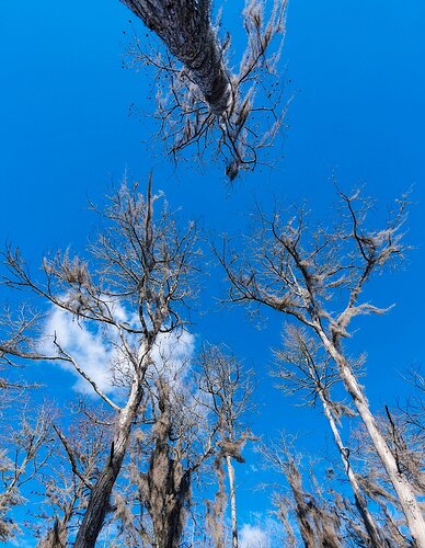 Reaching For the Sky