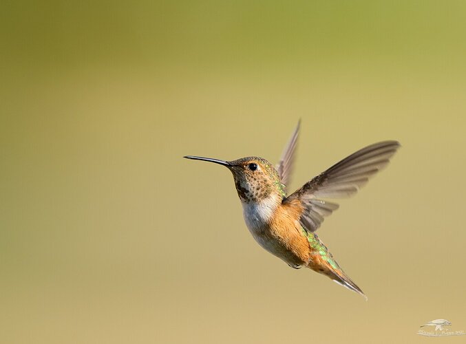 Rufous Hummingbird