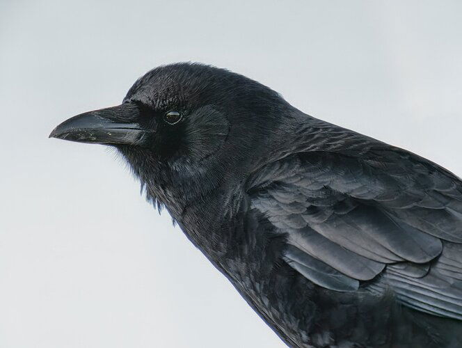 crow-copy
