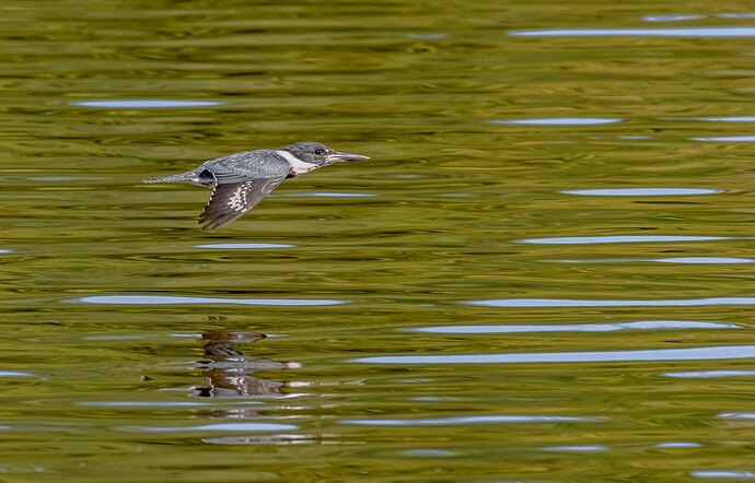 kingfisher-copy-5p-copy-2